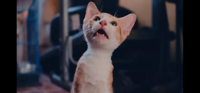 CatVideoFest 場面写真 1